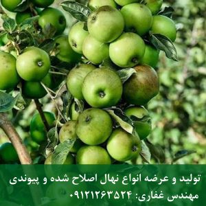 خرید نهال سیب ترش