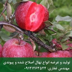 نهال سیب توسرخ 