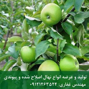 خرید نهال سیب سبز فرانسه