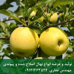 نهال سیب سفید