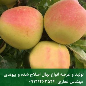 خرید نهال سیب فرانسوی
