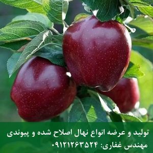 نهال سیب لبنانی
