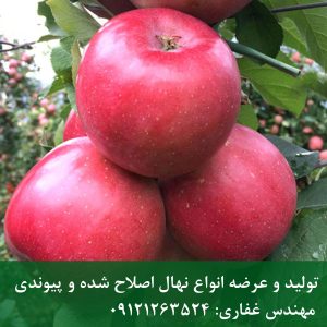 خرید نهال سیب چرومین