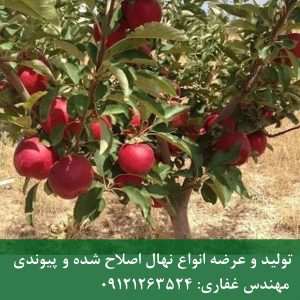 خرید نهال سیب گالا