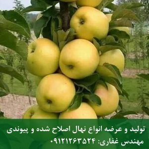 خرید نهال سیب گلدن دلشیز