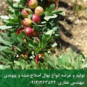 خرید نهال فندق انیس