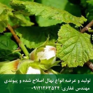 خرید نهال فندق باتلر