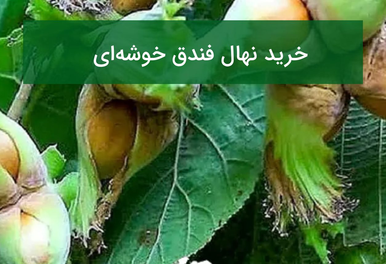 خرید نهال فندق خوشه ای