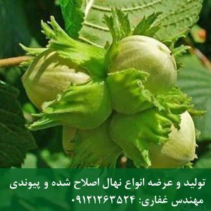 خرید نهال فندق خوشه ای