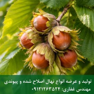 خرید نهال فندق فریتل