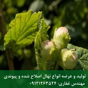 خرید نهال فندق نخجوان