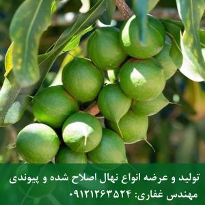 خرید نهال فندق ماکادمیا