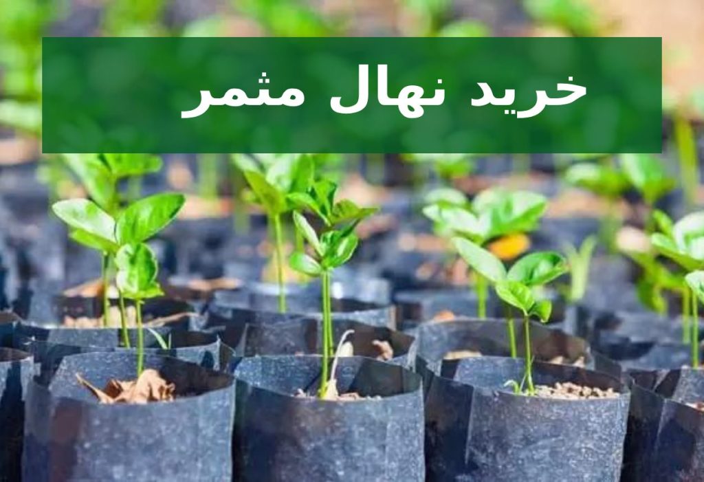 خرید نهال مثمر
