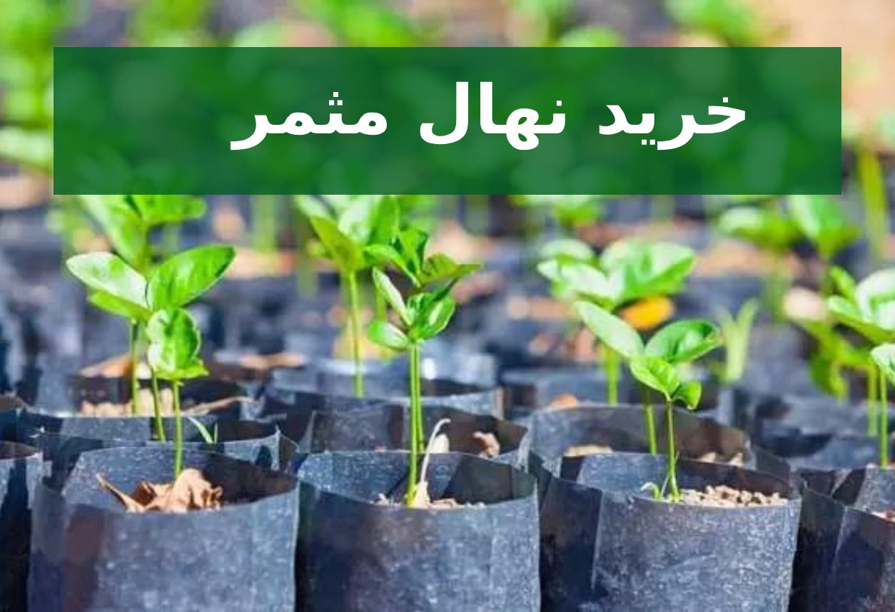 خرید نهال مثمر