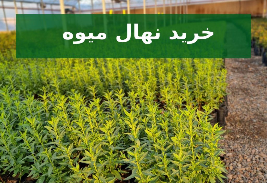 خرید نهال میوه