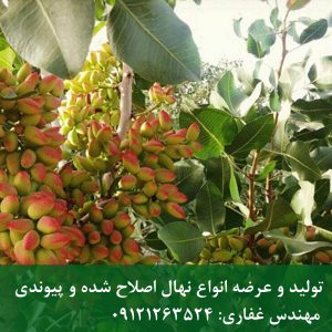 خرید نهال پسته آمریکایی