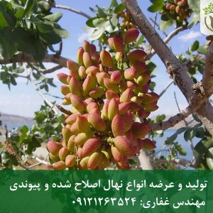 خرید نهال پسته احمد آقایی