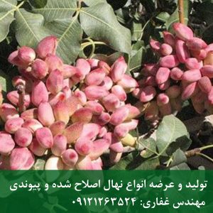 خرید نهال پسته اکبری