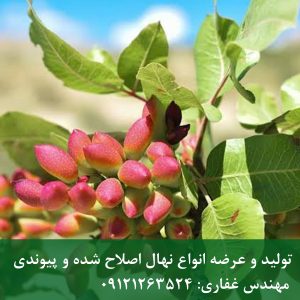 خرید نهال پسته بادامی زرند 