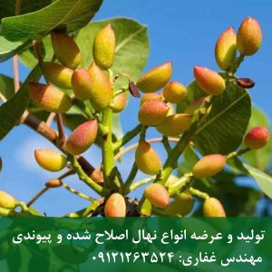 خرید نهال پسته خنجری