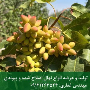 خرید نهال پسته هیبریدی