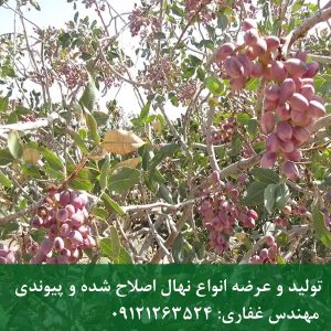 خرید نهال پسته کله قوچی