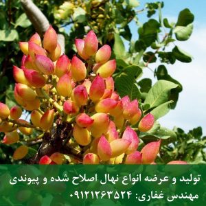 خرید نهال پسته یو سی بی وان