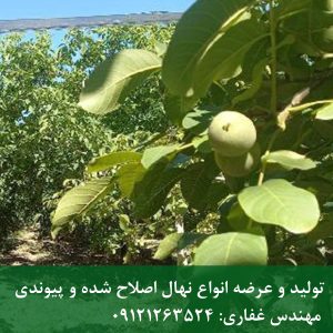 نهال گردو تویسرکان