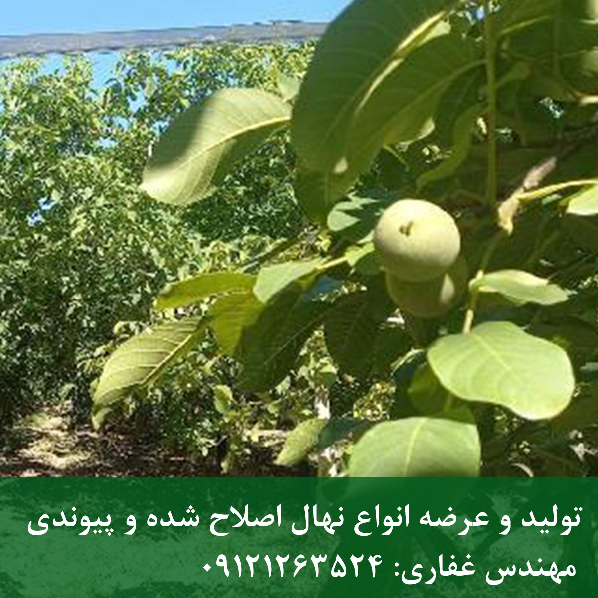 خرید نهال گردو تویسرکان + قیمت روز نهال گردو تویسرکان