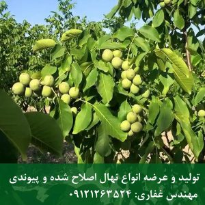 خرید نهال گردو خوشه‌ای