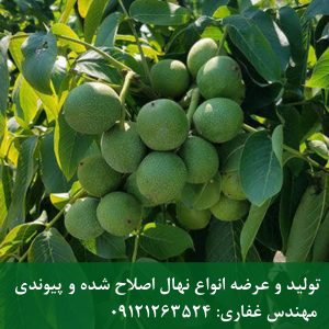 نهال گردو هارتلی