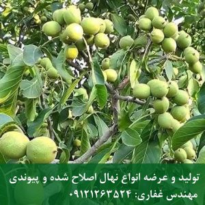 نهال گردو پاکوتاه