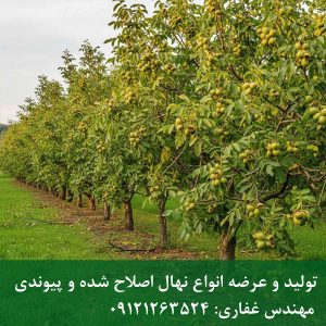 نهال گردو پدرو