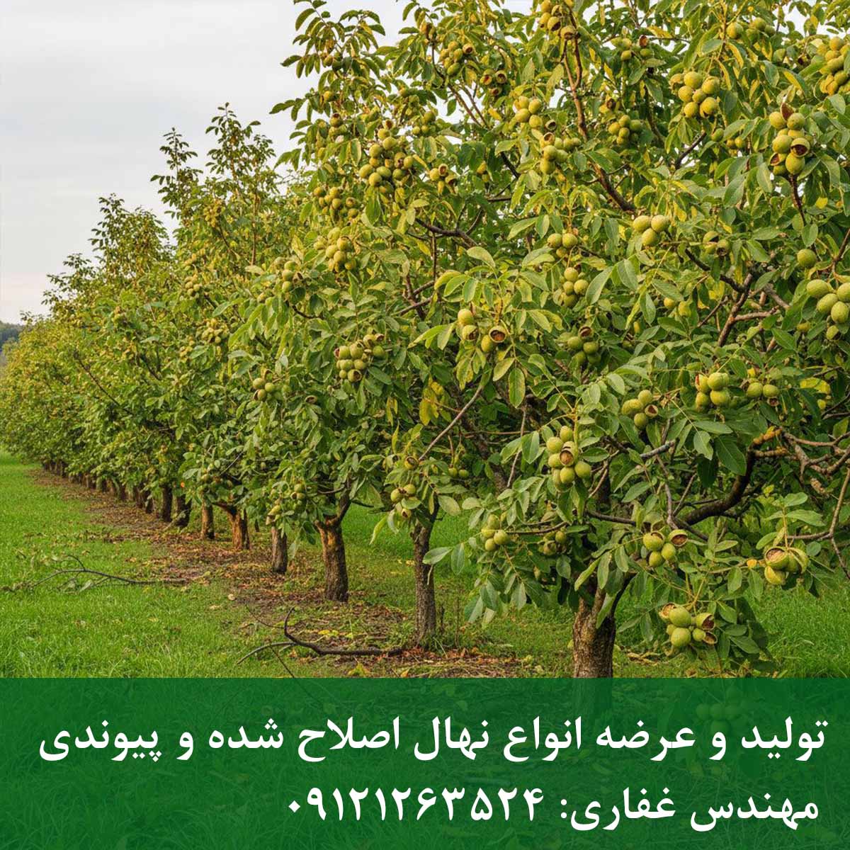 خرید نهال گردو پدرو + قیمت و ارسال مستقیم نهال گردو پدرو