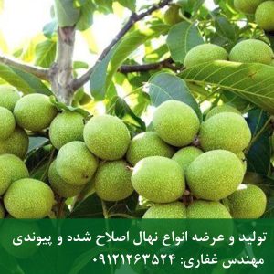 نهال گردو پرشین