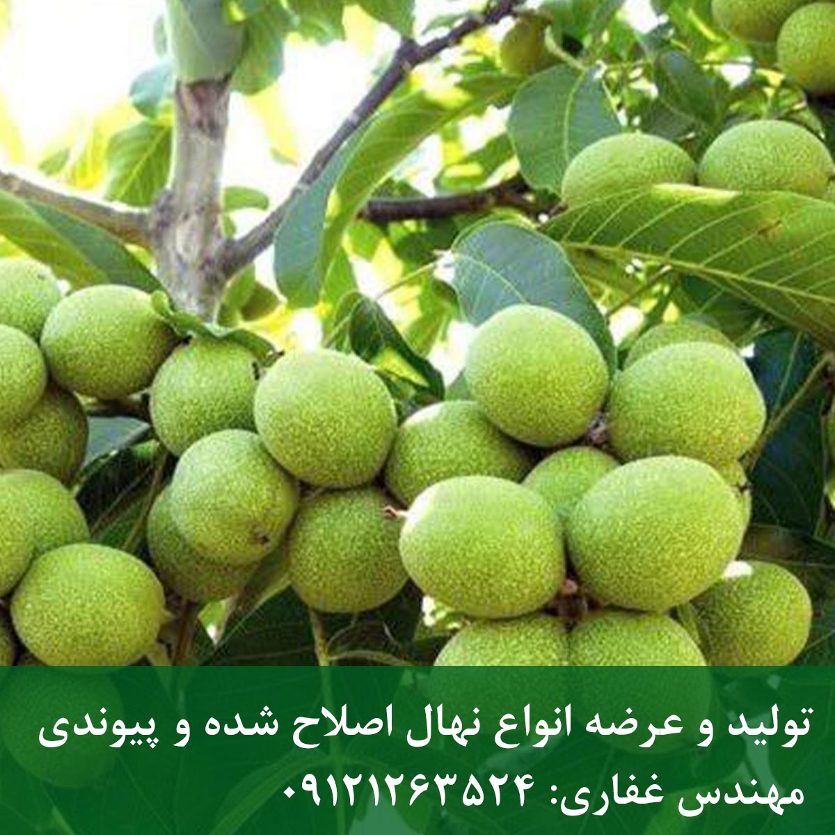 خرید نهال گردو پرشین + قیمت و رشد اقتصادی نهال گردو پرشین