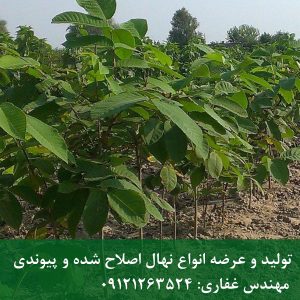 نهال گردو چالدران
