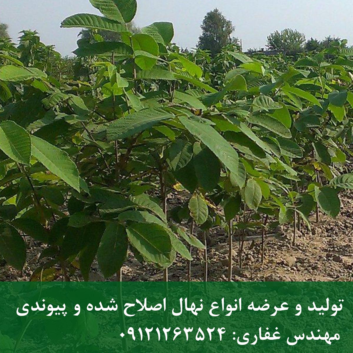 خرید نهال گردو چالدران + قیمت و ارسال مستقیم نهال گردو چالدران
