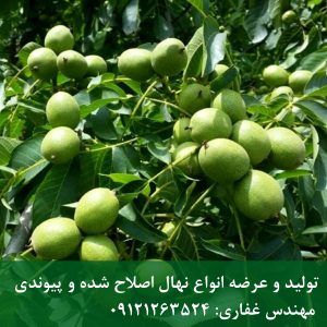 نهال گردو چندلر | مشخصات ۱۴۰۵