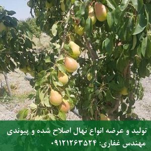 نهال گلابی بلادی جونیو