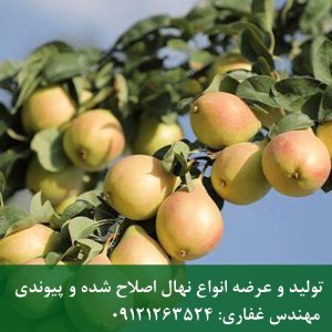 نهال گلابی بیروتی