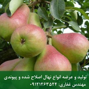 نهال گلابی درگزی