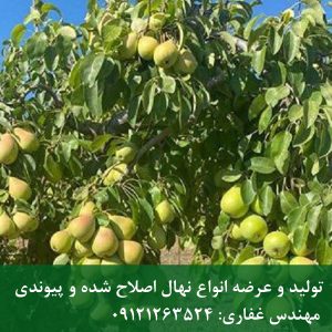 نهال گلابی شاه میوه