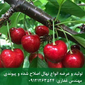 نهال گیلاس استلا