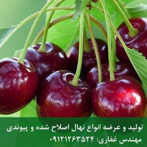 نهال گیلاس تکدانه