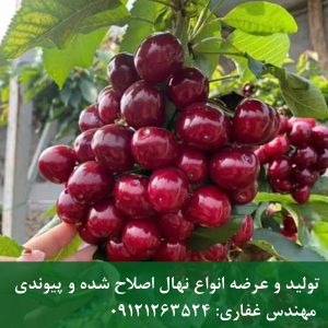 نهال گیلاس لاپینز