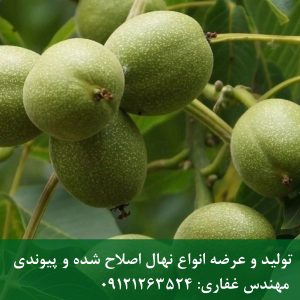نهال گردو فرنور | قیمت روز نهال ۱۴۰۵