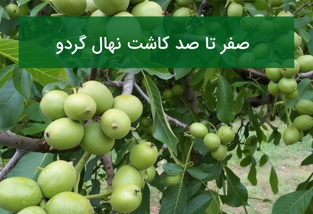 صفر تا صد احداث باغ گردو پربازده