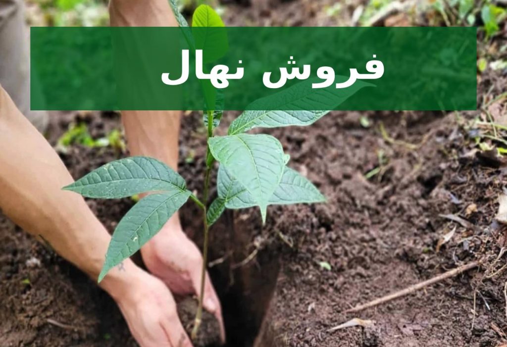 فروش نهال