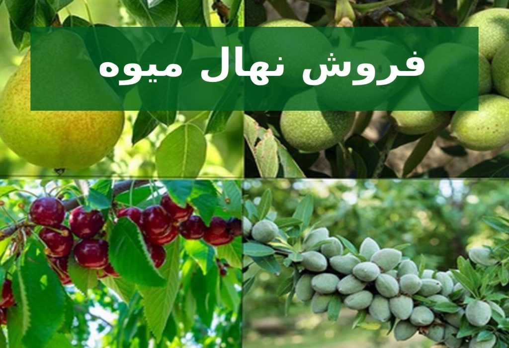 فروش نهال میوه